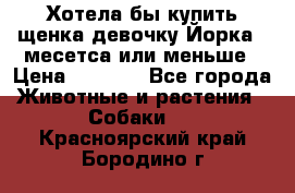 Хотела бы купить щенка девочку Йорка 2 месетса или меньше › Цена ­ 5 000 - Все города Животные и растения » Собаки   . Красноярский край,Бородино г.